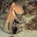 Common Octopus - Photo (c) Rob_Dutch, some rights reserved (CC BY-NC), uploaded by Rob_Dutch