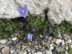 Campanula cenisia