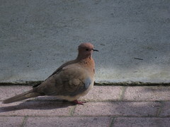 Streptopelia senegalensis