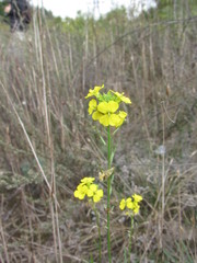 Erysimum canum