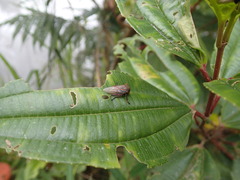 Metcalfiella