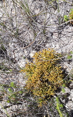 Thesium euphrasioides