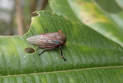 Metcalfiella