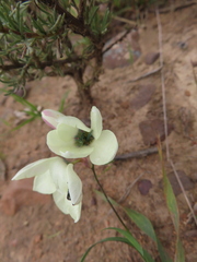 Ixia lutea (Ixia lutea)