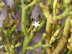 Thesium euphrasioides