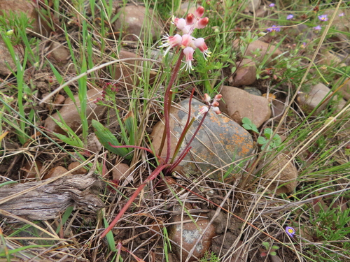 Image of Lachenalia polyphylla by (c) linkie, some rights reserved (CC BY)