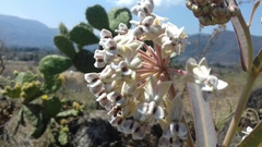 Asclepias glaucescens