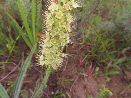 Image of Echiostachys incanus by (c) linkie, some rights reserved (CC BY)