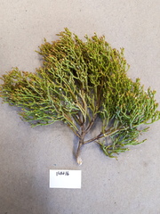 Thesium euphrasioides