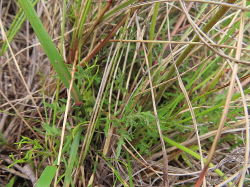 Image of Cyphia incisa by (c) linkie, some rights reserved (CC BY)