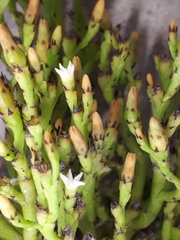 Thesium euphrasioides