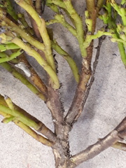 Thesium euphrasioides