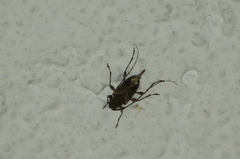 Oedopeza ocellator