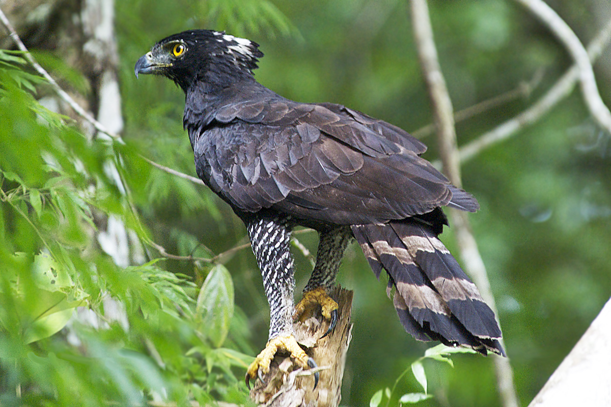 Black hawk-eagle - Wikipedia