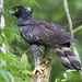 Black Hawk-Eagle - Photo (c) Dave Wendelken, some rights reserved (CC BY-NC), uploaded by Dave Wendelken