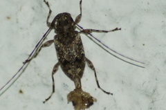 Oedopeza ocellator