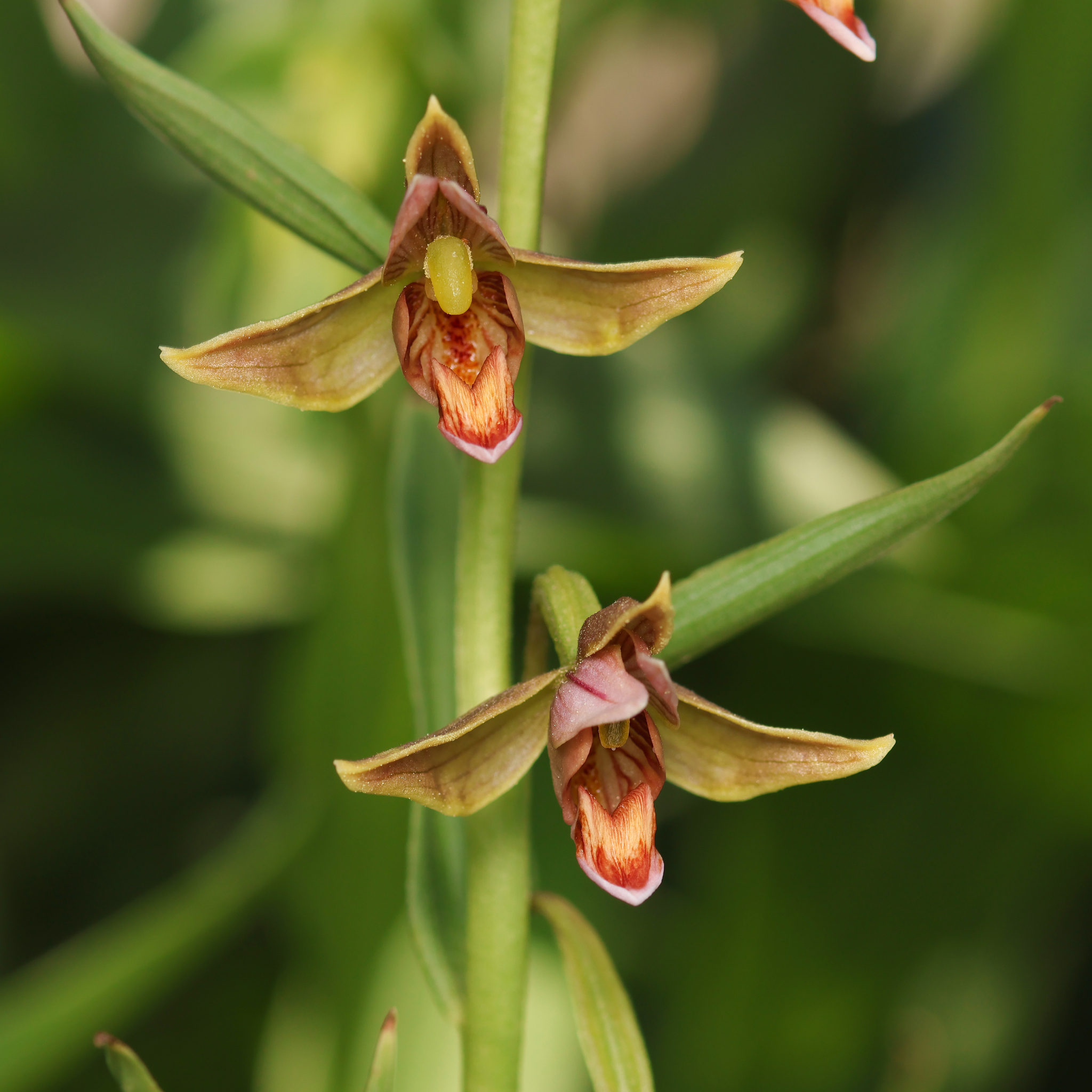 Epipactis gigantea