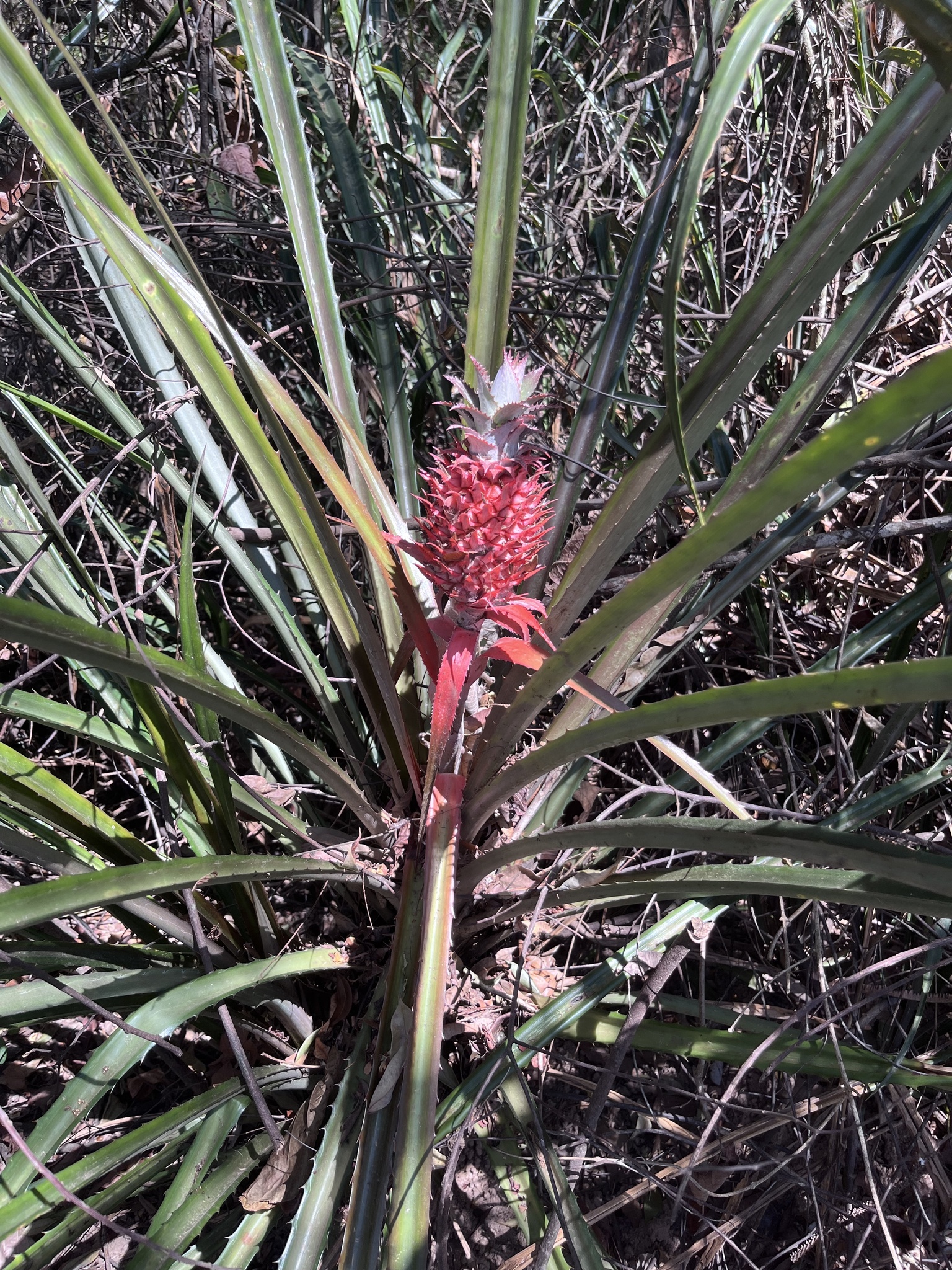 Ananas comosus