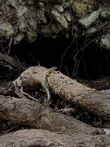 Cryptoblepharus poecilopleurus observed 2023-09-20