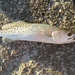 Spotted Seatrout - Photo (c) qfc79, some rights reserved (CC BY), uploaded by qfc79