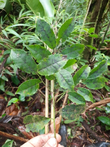 Ilex lamprophylla image