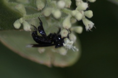 Frieseomelitta nigra