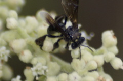 Frieseomelitta nigra