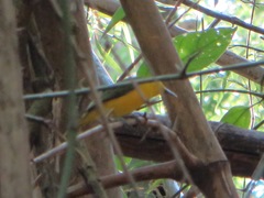 Aegithina lafresnayei