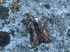 Bryophila