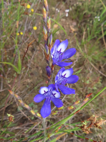 Babiana secunda