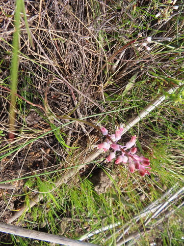Image of Lachenalia polyphylla by (c) linkie, some rights reserved (CC BY)