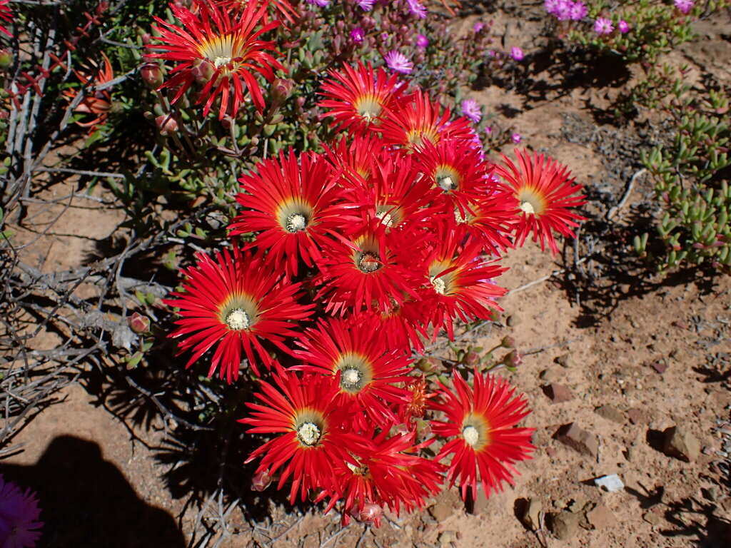 Drosanthemum speciosum