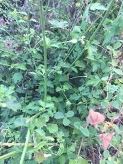 Macroptilium gibbosifolium