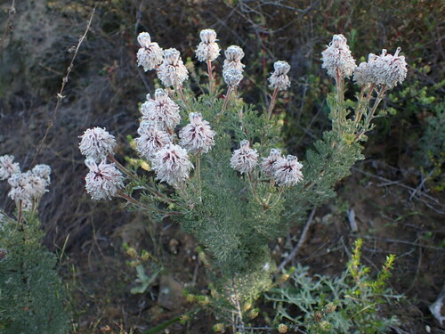 Image of Serruria aitonii by (c) Ren Hoekstra, some rights reserved (CC BY)