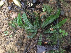 Blechnum membranaceum