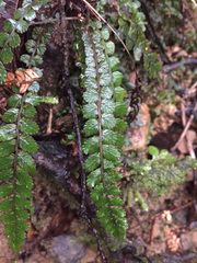 Blechnum membranaceum