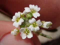 Tomostima cuneifolia