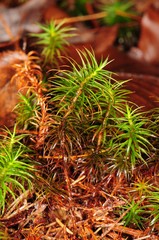 Polytrichum pallidisetum