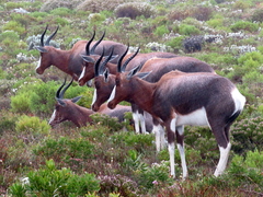 Bontebok photo 5