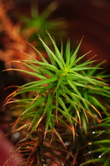 Polytrichum pallidisetum