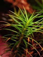 Polytrichum pallidisetum