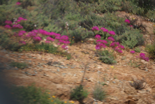 Image of Pelargonium incrassatum by (c) Tony Rebelo, some rights reserved (CC BY-SA)