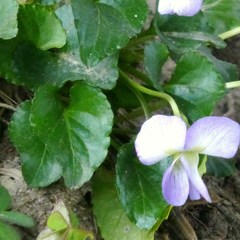 Viola missouriensis