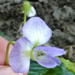 Viola missouriensis
