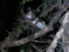 Hylopetes phayrei