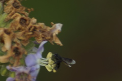 Frieseomelitta nigra