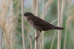Locustella luscinioides