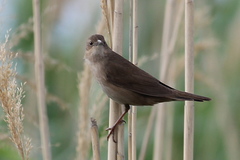Locustella luscinioides