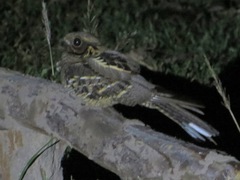 Caprimulgus asiaticus