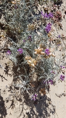 Astragalus magdalenae